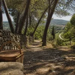 Roquefort cote d azur, chemin calcaire entre pins et murets de pierre sèche
