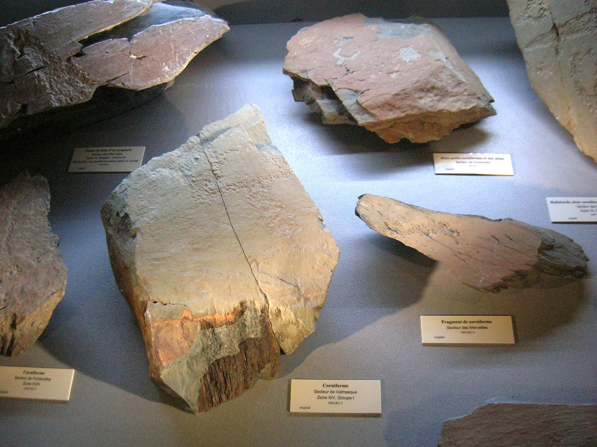 Roches gravées anciennes conservées au musée départemental des Merveilles à Tende