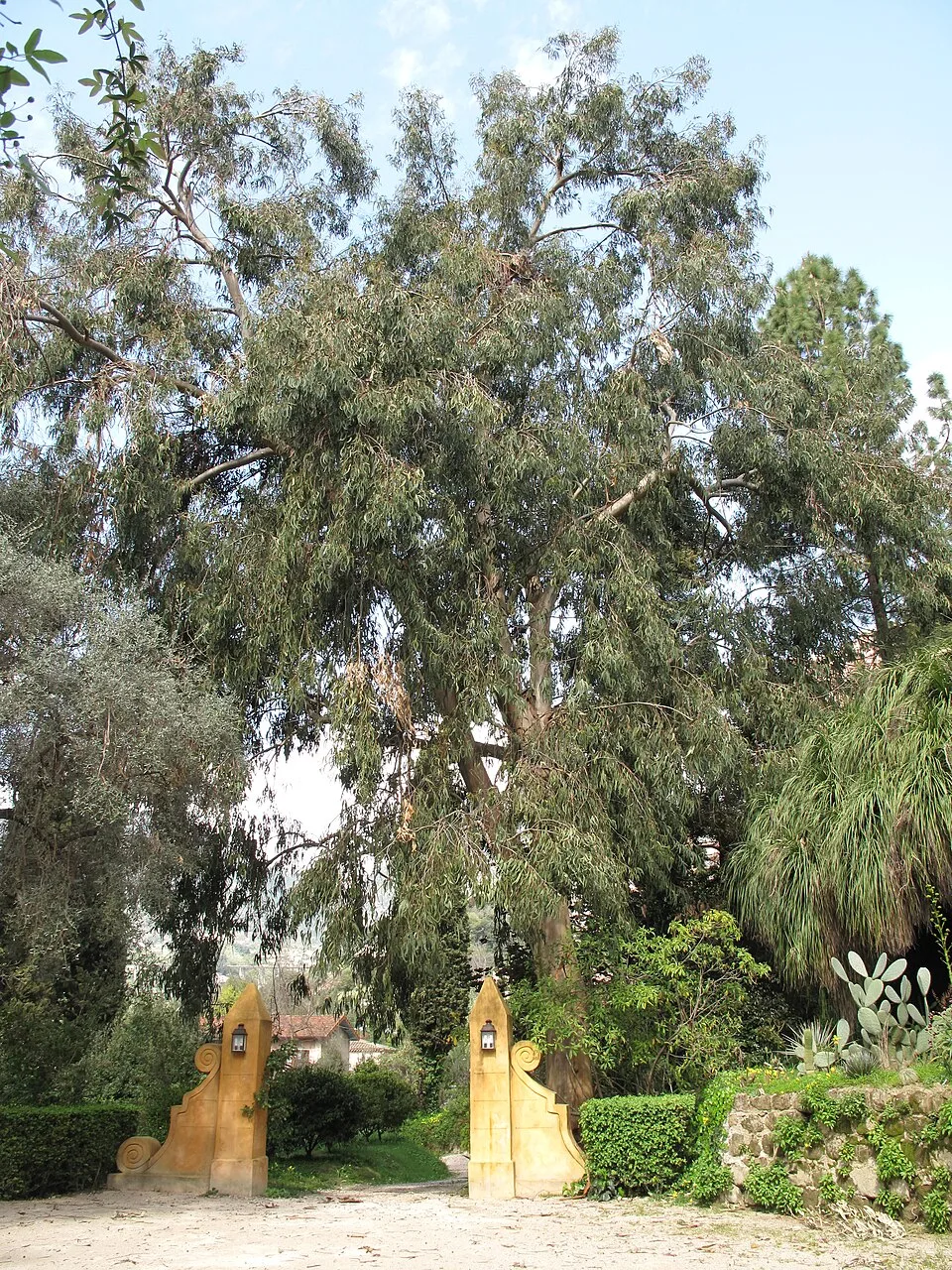 Eucalyptus globulus dans le jardin Serre de la Madone à Menton